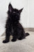 Fluffy black Maine Coon kitten named Peter with perked ears gazing upwards