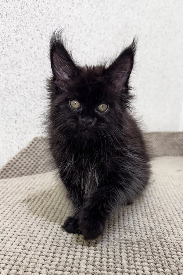 Fluffy black Maine Coon kitten named Peter with bright eyes and pointed ears