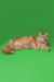 Long-haired orange Maine Coon kitten relaxing with a fluffy tail