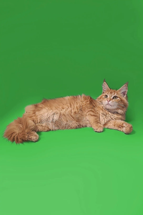 Long-haired orange Maine Coon kitten relaxing with a fluffy tail