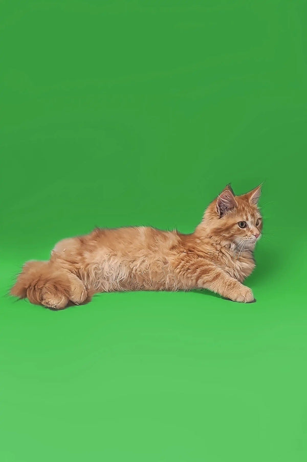 Long-haired ginger Maine Coon kitten Peter chilling on its side, looking adorable