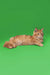 Chill Orange Tabby Cat with fluffy tail, a cute Maine Coon Kitten vibe