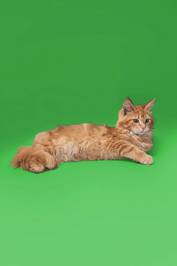 Chill Orange Tabby Cat with fluffy tail, a cute Maine Coon Kitten vibe