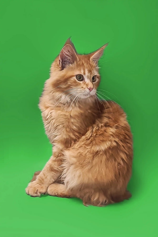 Fluffy orange Maine Coon kitten sitting upright against a bright green backdrop