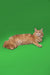 Long-haired ginger Maine Coon kitten named Peter lying on its side