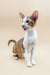 Cute Oriental Shorthair kitten named Peter, perfect for cat lovers and pet fans