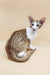 Cute Oriental Shorthair kitten named Peter ready for fun and cuddles!