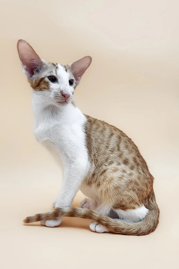 Oriental Shorthair kitten Peter with a cool spotted coat ready to charm you