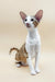 Cute Oriental Shorthair kitten named Peter, perfect for cat lovers and pet enthusiasts