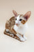 Oriental Shorthair kitten Peter showing off his big ears and playful personality