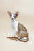 Spotted Oriental Shorthair cat featured in Peter | Oriental Shorthair Kitten product