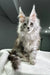 Fluffy gray Maine Coon kitten with adorable ear tufts in Pfeiffer product