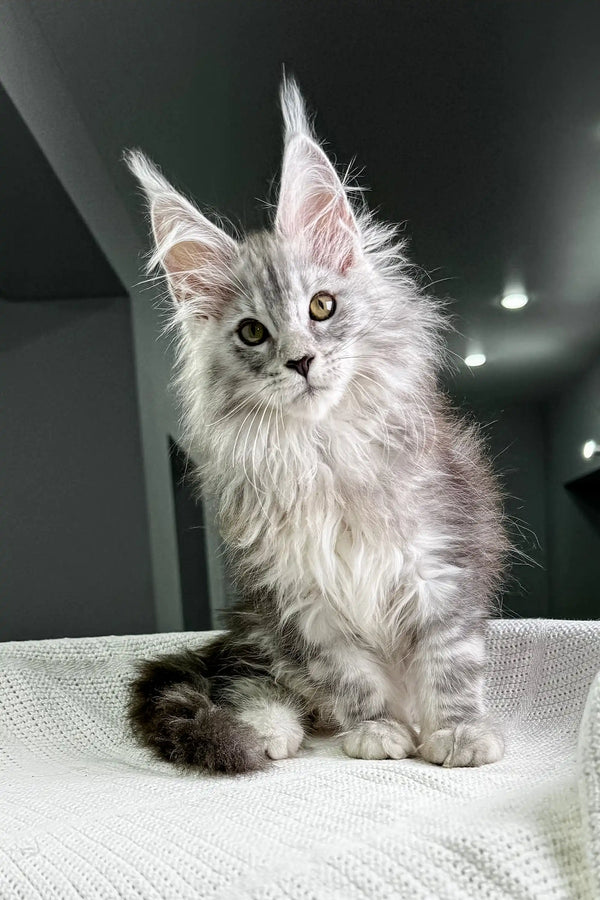 Fluffy gray Maine Coon kitten with ear tufts from Pfeiffer Maine Coon Kitten collection