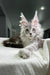 Fluffy gray Maine Coon kitten with ear tufts lounging on a textured surface