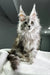 Fluffy gray Maine Coon kitten with ear tufts from Pfeiffer | Maine Coon Kitten