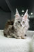 Long-haired gray Maine Coon kitten with ear tufts lounging on soft fabric