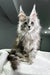 Fluffy gray Maine Coon kitten with ear tufts in Pfeiffer Maine Coon Kitten product