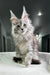 Fluffy gray Maine Coon kitten with cute ear tufts, perfect for cuddles