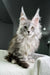 Long-haired gray Maine Coon kitten with unique ear tufts for adorable pet lovers