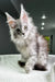 Fluffy gray Maine Coon kitten with long fur and pointed ears ready for fun