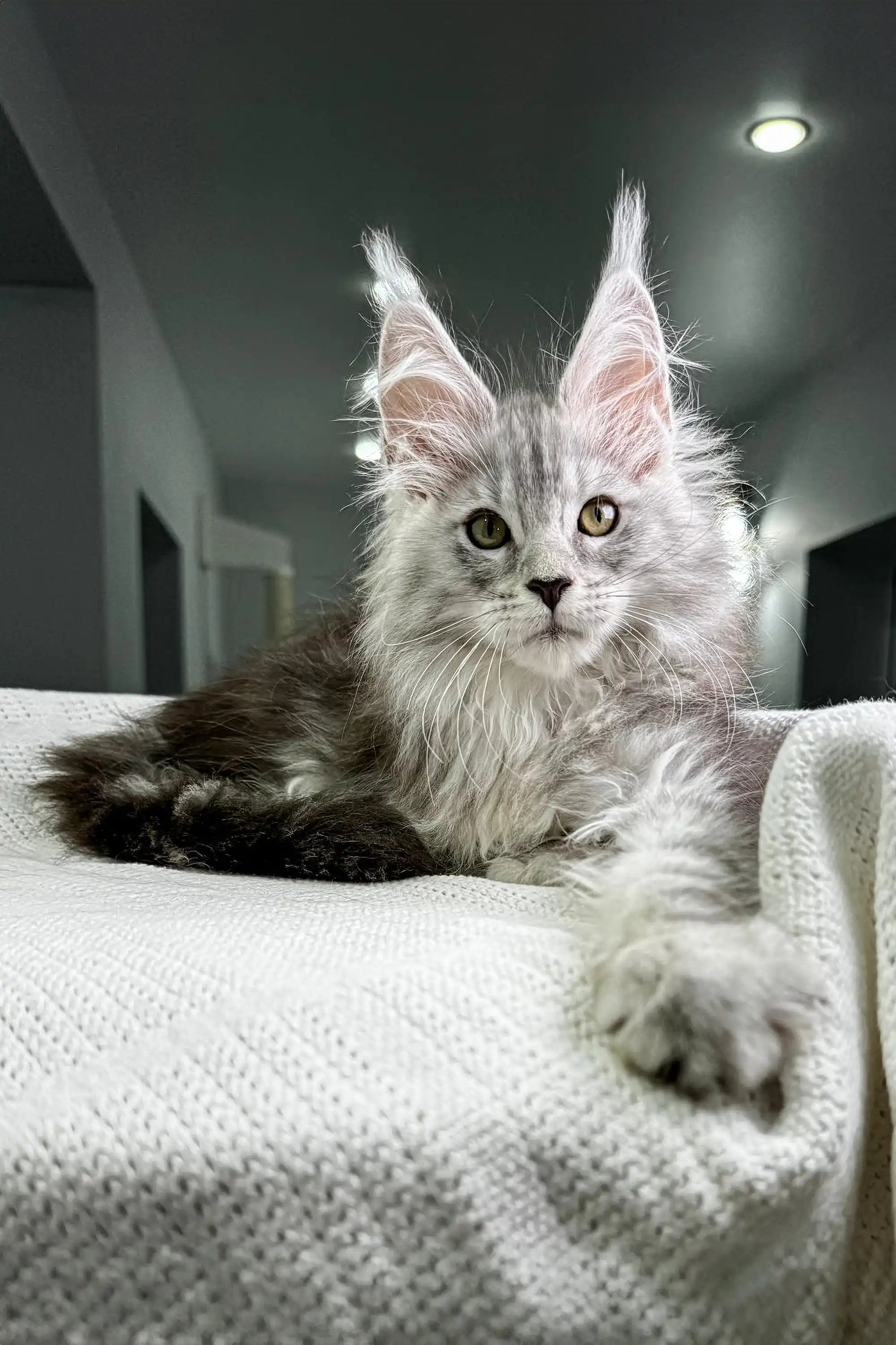 Maine Coon Kittens for Sale Pfeiffer | Kitten