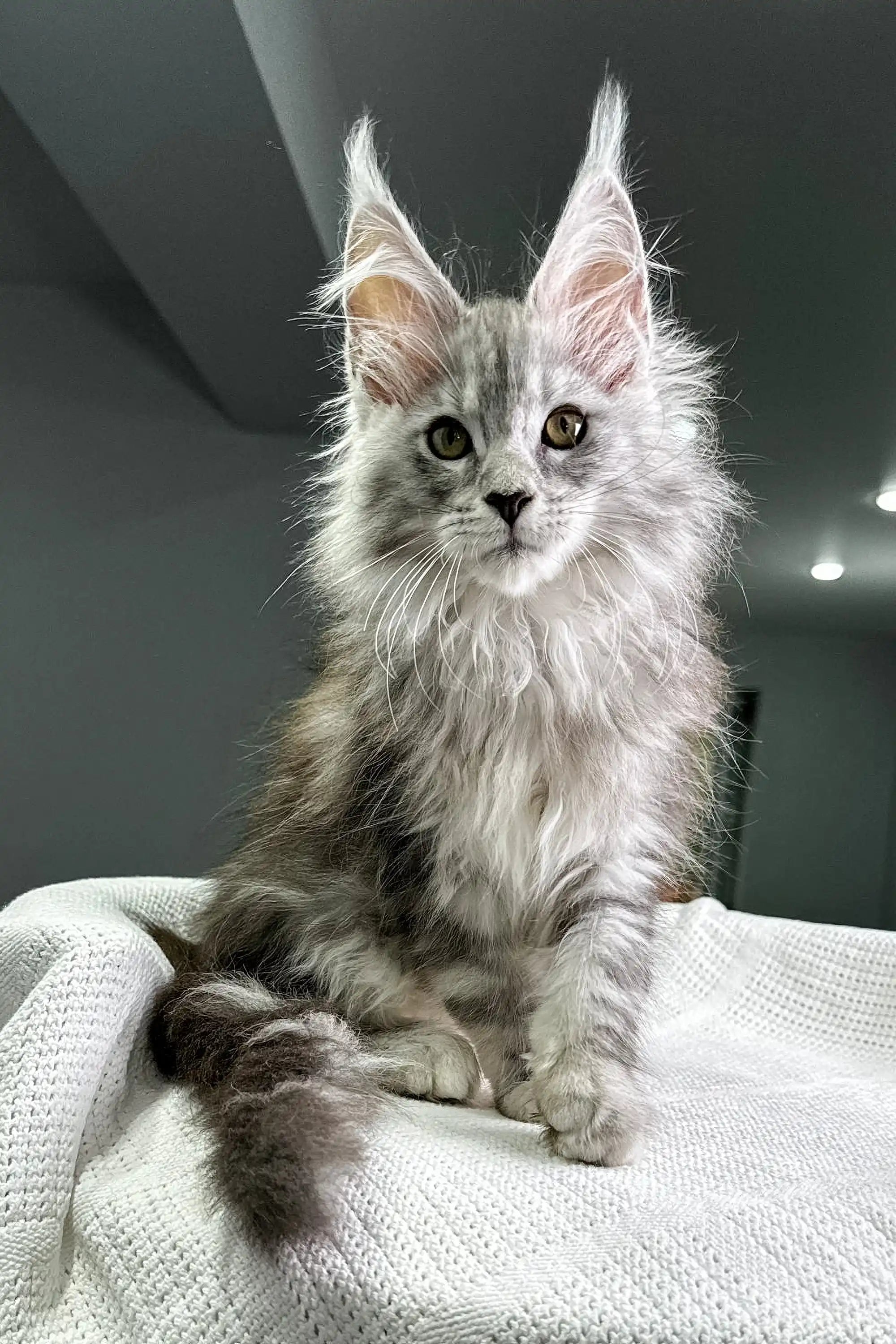 Maine Coon Kittens for Sale Pfeiffer | Kitten