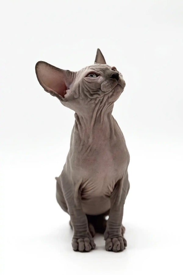 Pharaon | canadian sphynx kitten