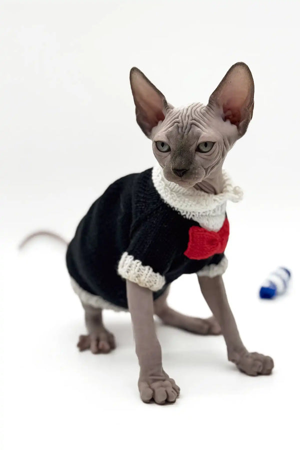 Pharaon | canadian sphynx kitten