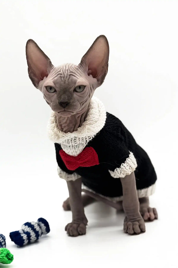Pharaon | canadian sphynx kitten