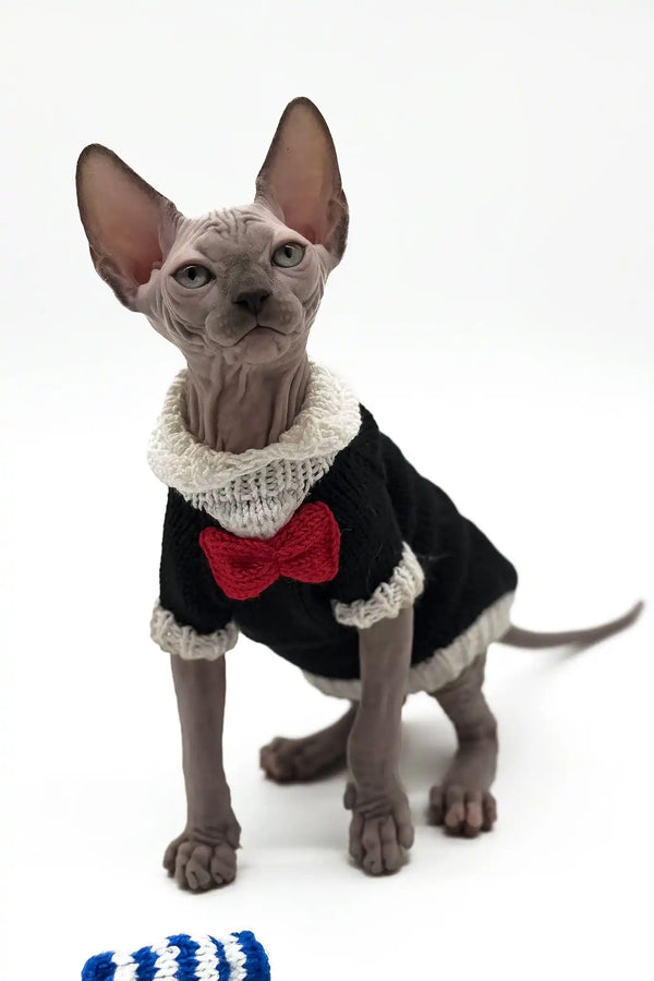 Pharaon | canadian sphynx kitten