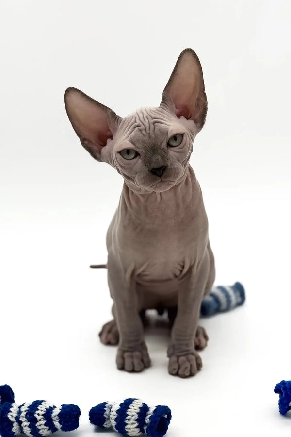 Pharaon | canadian sphynx kitten