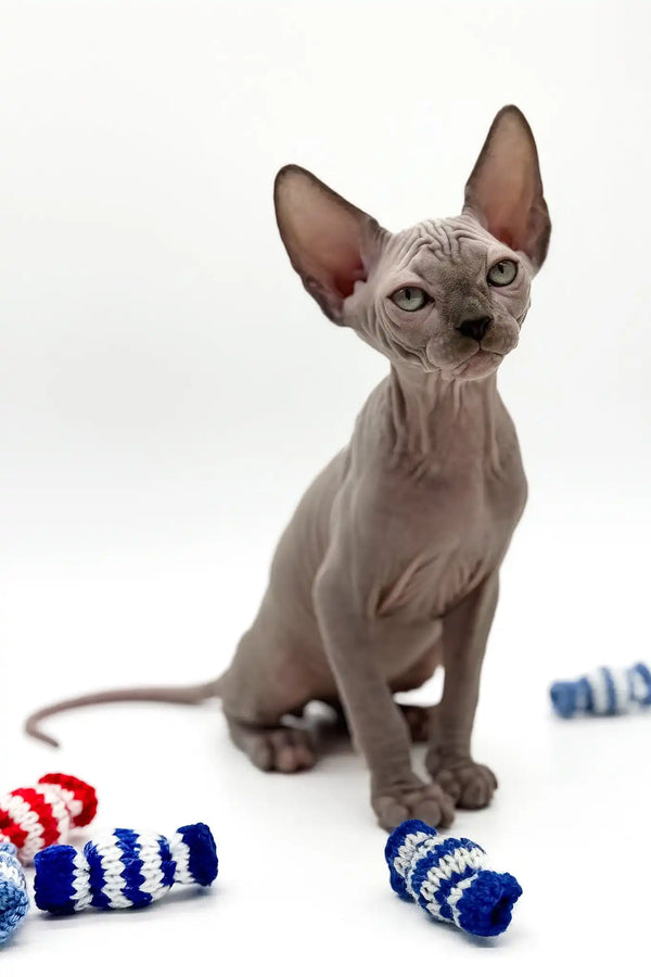 Pharaon | canadian sphynx kitten