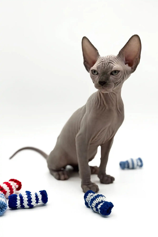 Pharaon | canadian sphynx kitten