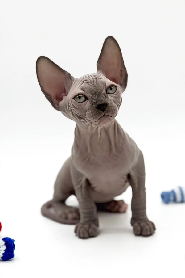 Pharaon | canadian sphynx kitten