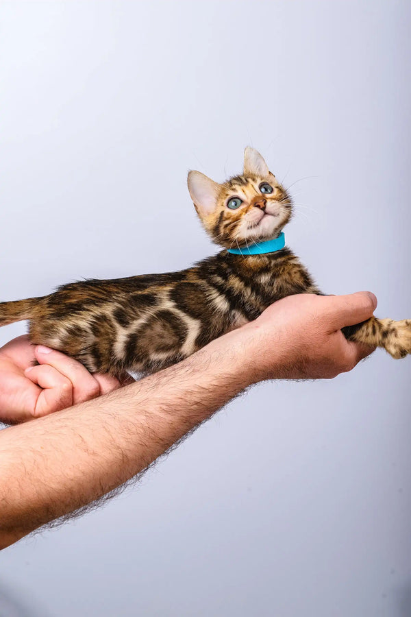 Phebe | bengal kitten