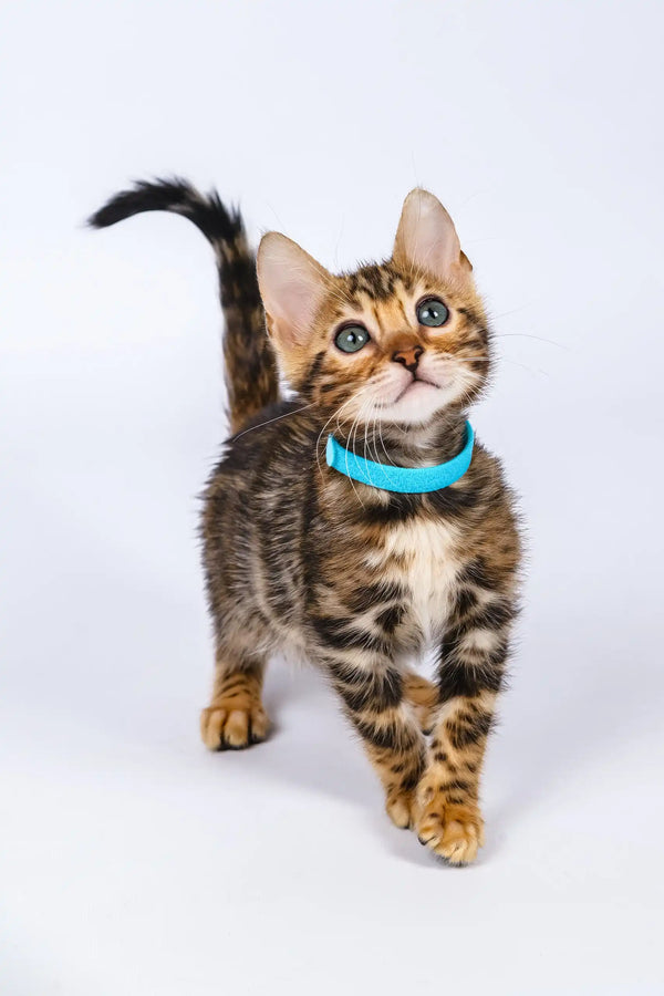 Phebe | bengal kitten