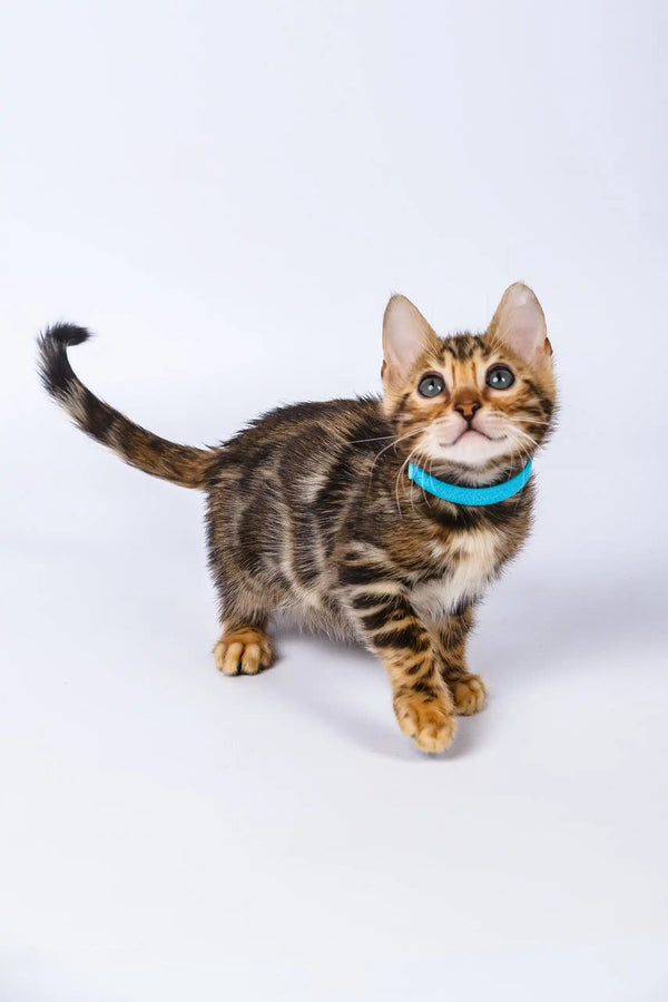 Phebe | bengal kitten