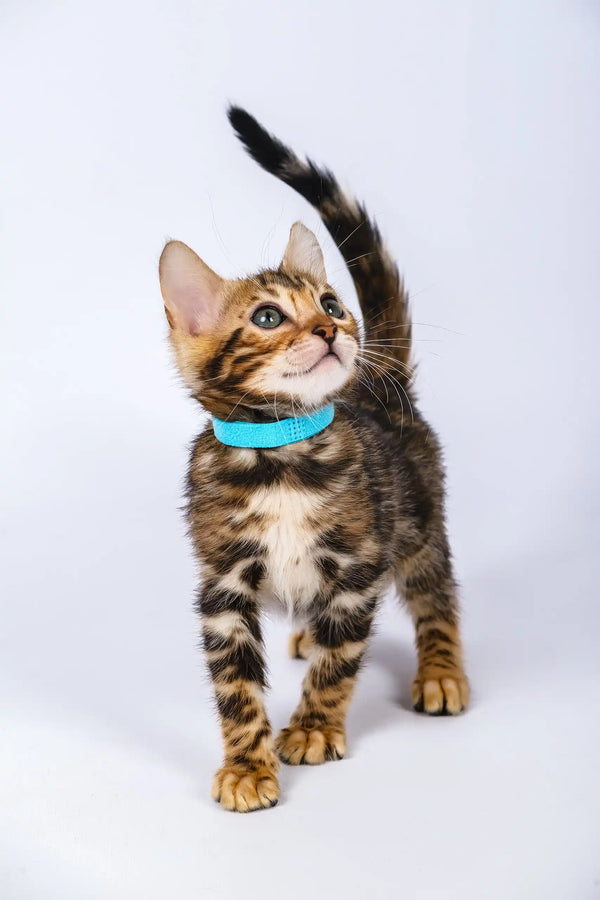 Phebe | bengal kitten