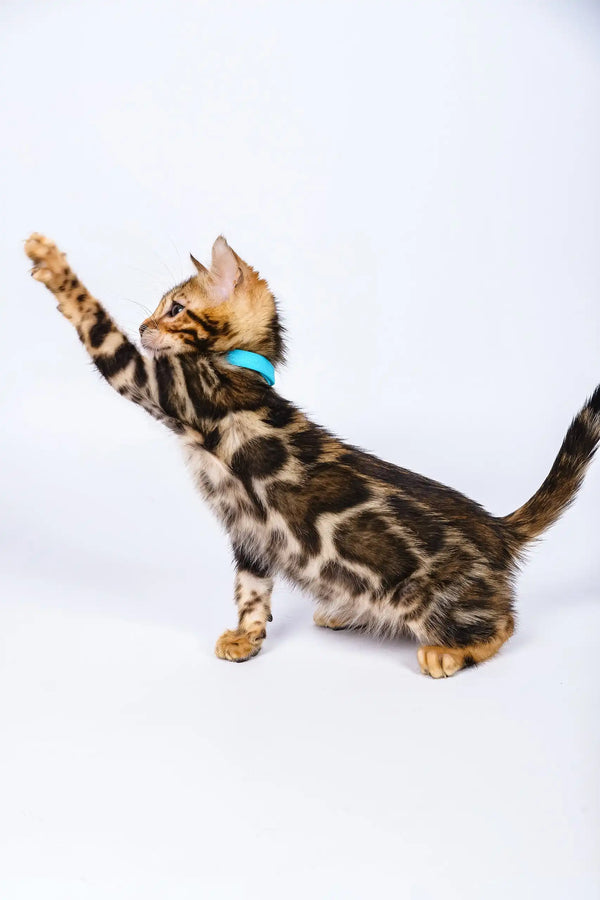 Phebe | bengal kitten
