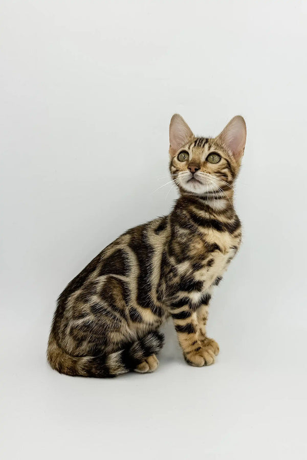 Bengal cat with cool stripes and spots in Phebe | Bengal Kitten product image