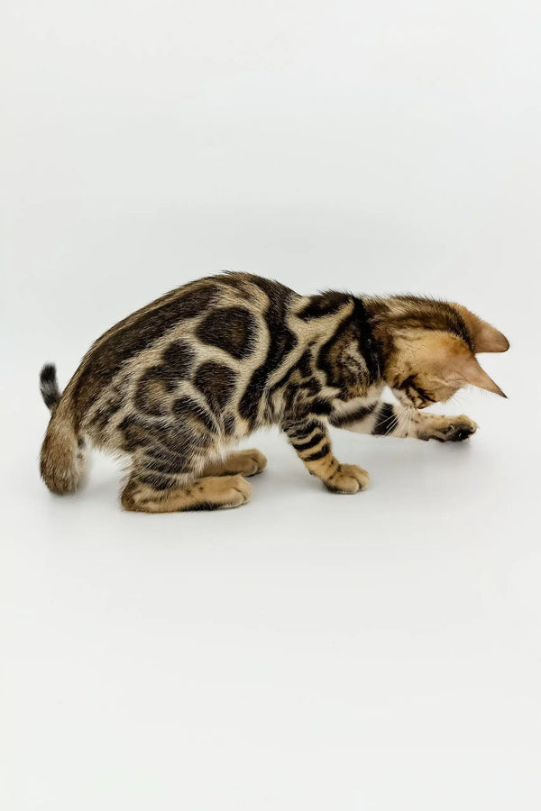 Bengal cat Phebe playfully crouching with awesome spotted markings