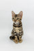 Bengal kitten Phebe with cute striped tabby markings sitting upright