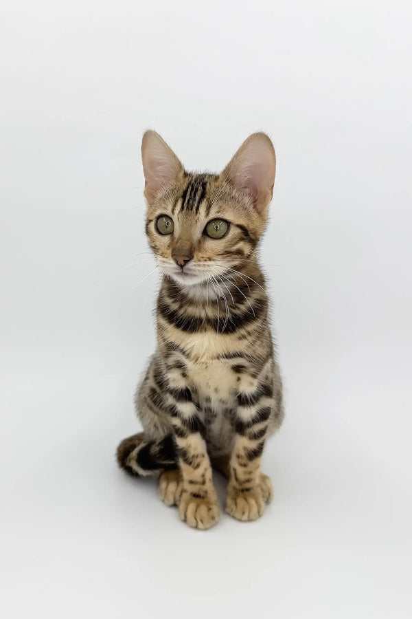 Bengal kitten Phebe with cute striped tabby markings sitting upright