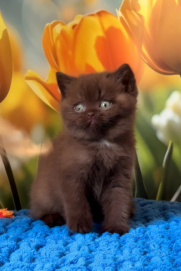 Philip | british shorthair kitten