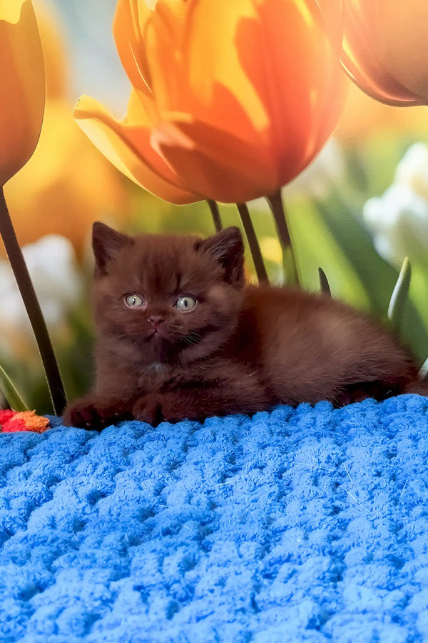 Philip | british shorthair kitten