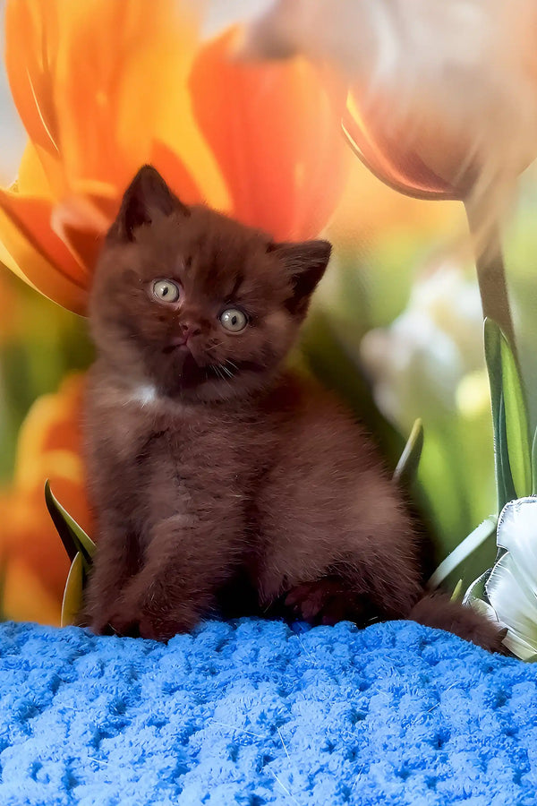 Philip | british shorthair kitten