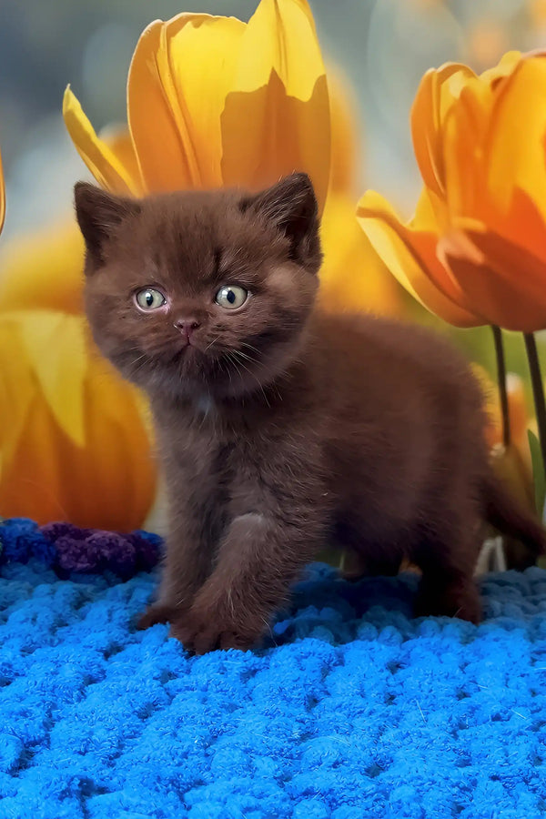 Philip | british shorthair kitten