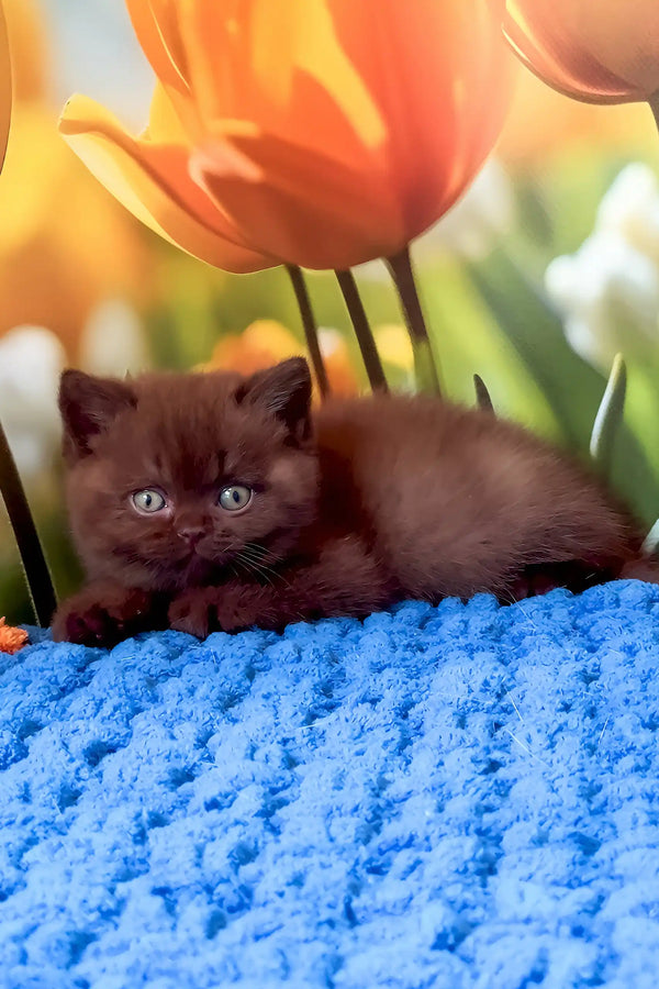 Philip | british shorthair kitten