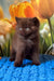 Philip | british shorthair kitten
