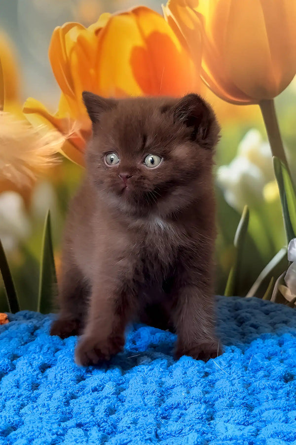 Philip | british shorthair kitten